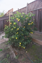 Backyard: Bearss Lime with ripe fruit