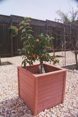 Kumquat2004