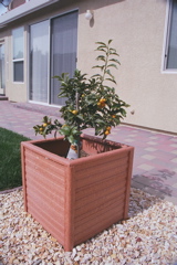 Kumquat2004b