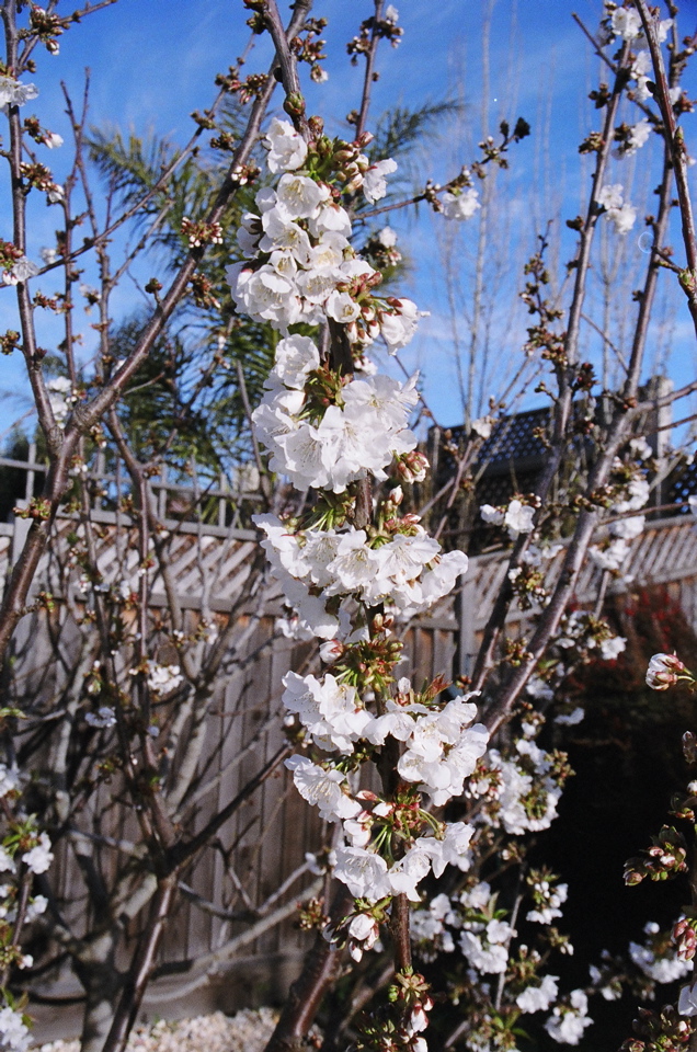 CherryBlossoms2006b