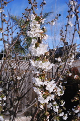 CherryBlossoms2006b