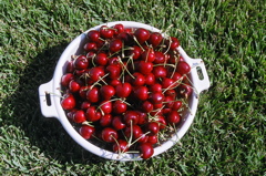CherryHarvest2006c