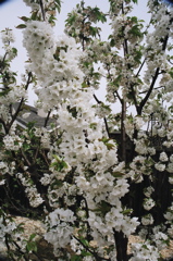 BlossomsOnly2007