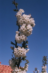 BlossomBurst2008