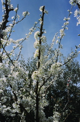 PlumBlossoms2007a