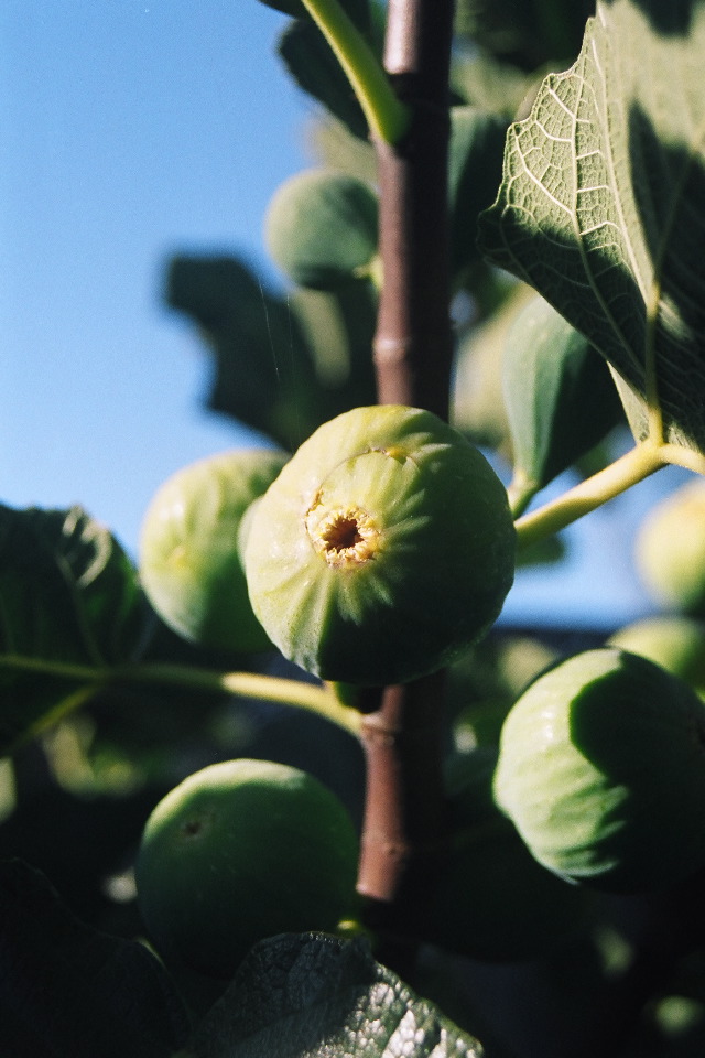 Backyard: White Kadota Figs