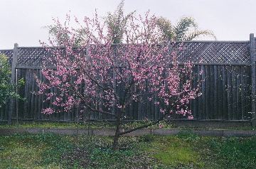 Doughnut Peach Tree in Full Bloom