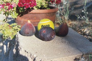 A fig-sized tennis ball