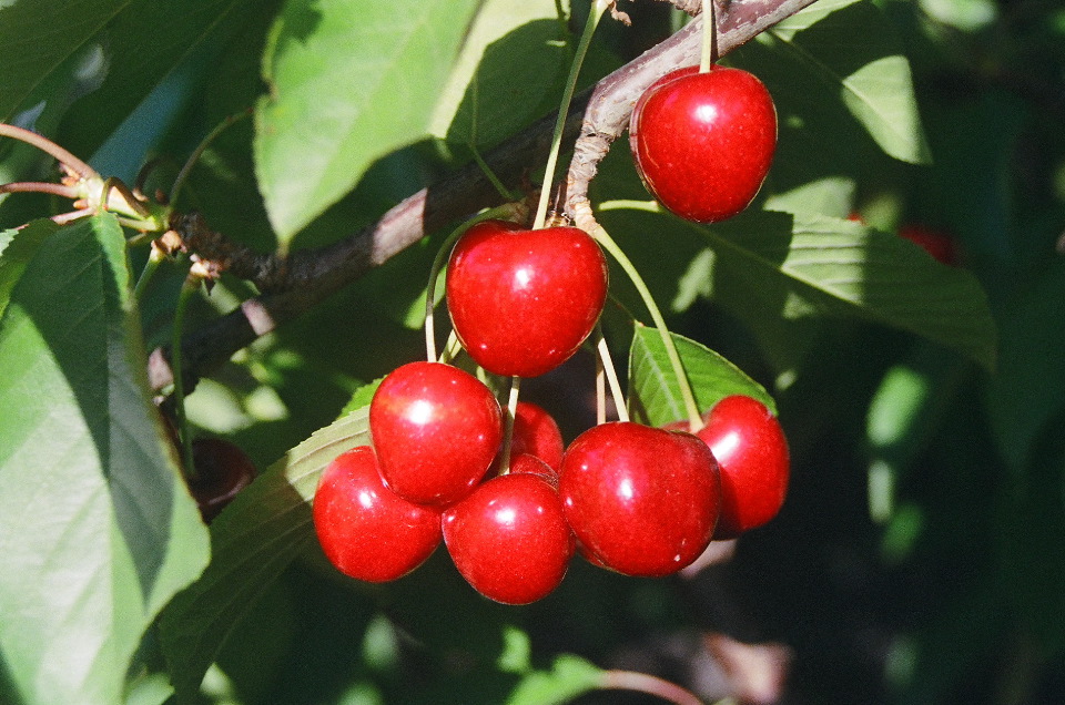 Cherry Cluster Closeup