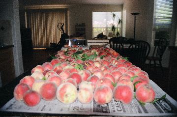 Peach Harvest 2005