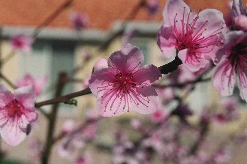 Closeup: Doughnut Peach Blossom