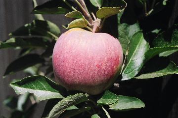 Backyard: Red Delicious Apple