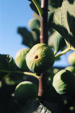 Backyard: White Kadota Figs