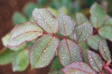 Dew on Rose leaf