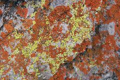 Pinnacles: Orange and Yellow Lichen