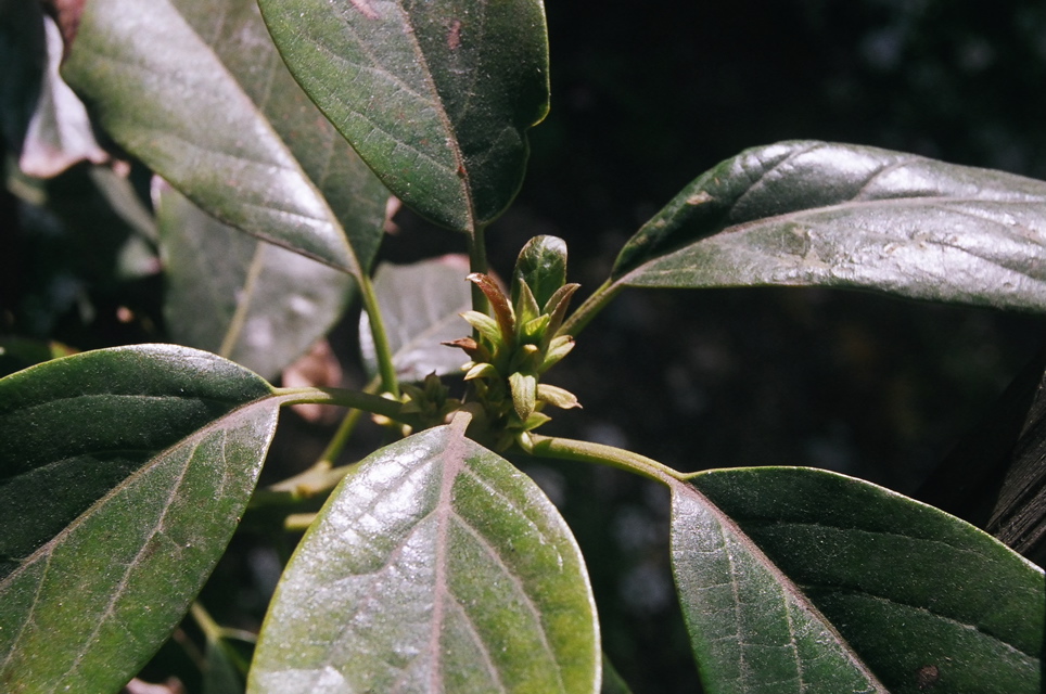 BaconAvocadoGrowthCloseup