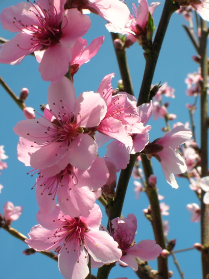 DonutBlossomCloseup2007