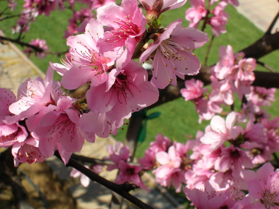 DonutBlossomCloseup2007b