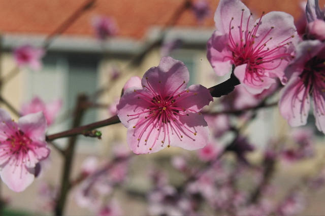 DonutBlossomCloseup2004a