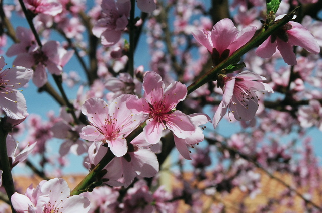 DonutBlossomCloseup2007d