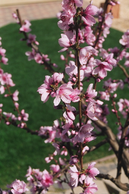 MoreBlossoms2004