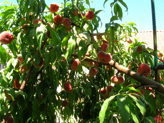 ReadyForHarvest2007