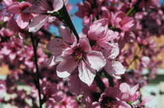 DonutBlossomCloseup2007c