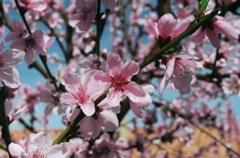 DonutBlossomCloseup2007d