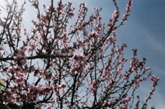 BlossomsTowardHeaven2007