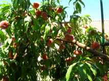 ReadyForHarvest2007