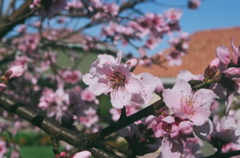 BlossomCloseup2008