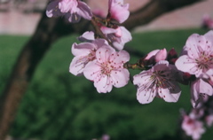 PeachBlossomCloseup2008