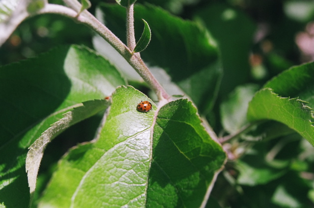 Coccinelle2008a