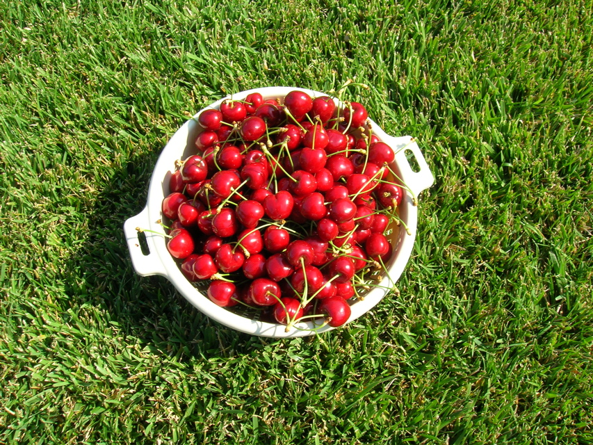 CherryHarvest2006a