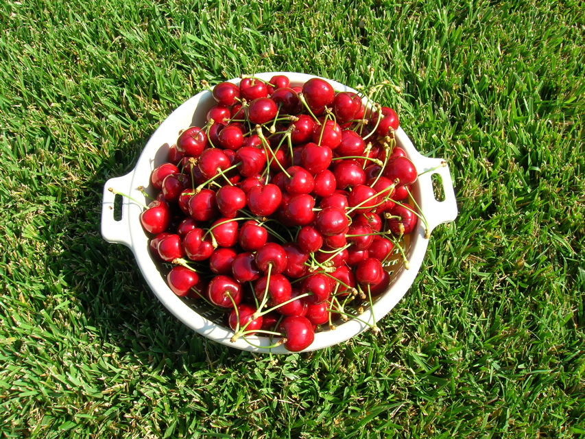 CherryHarvest2006b