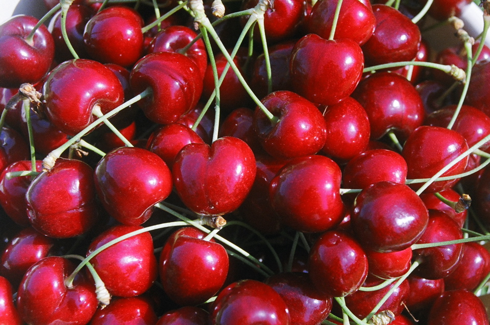 CherryHarvestCloseup2006