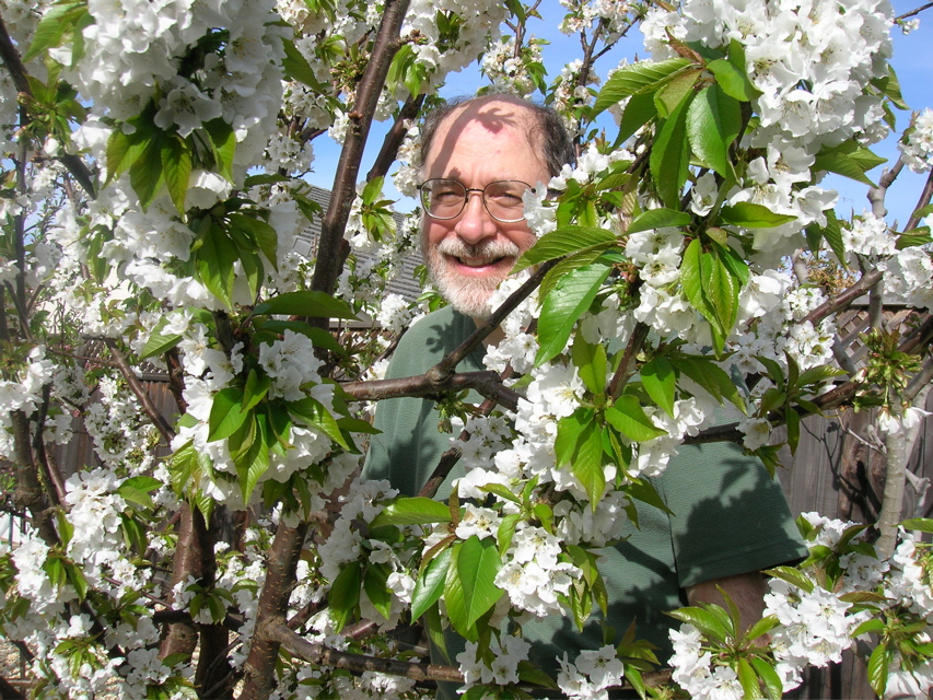 HidingAmongCherryBlossoms2007