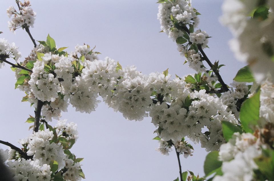 CherryBlossomStunning2007