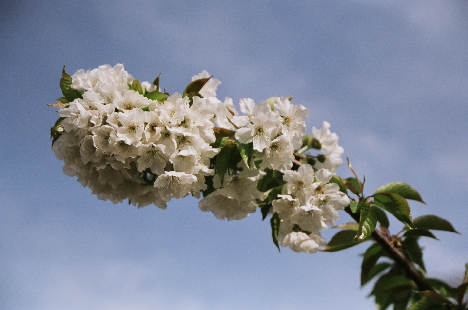 CherryBlossomDensity2007