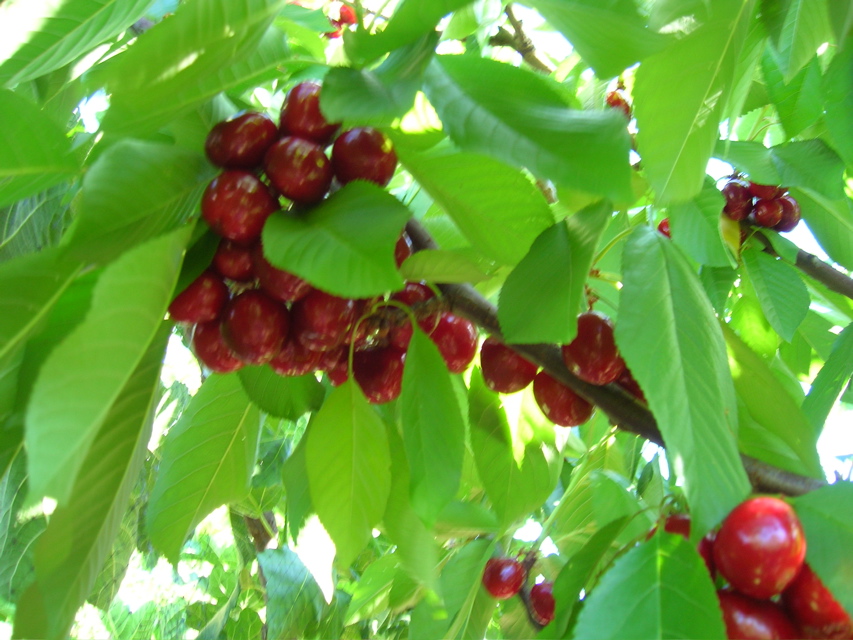 RipeCherryCluster2007b