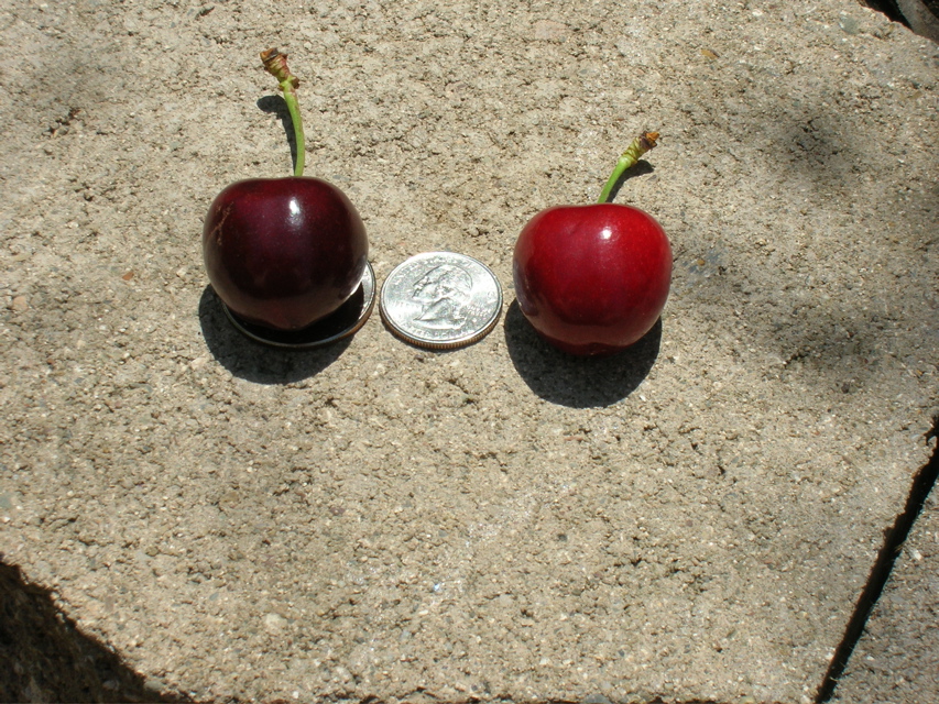 CherryOnHalfDollar2007