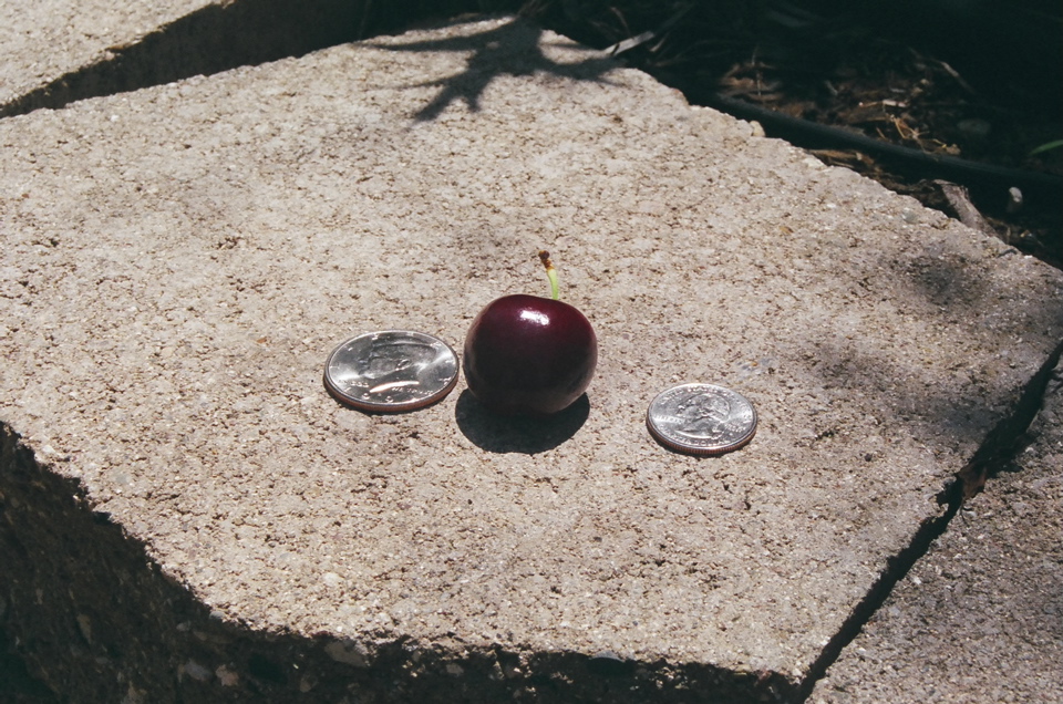 CherryAndCoins2007