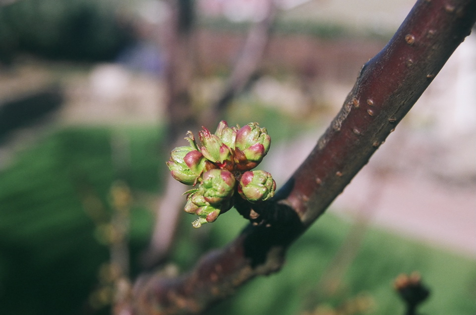 CherryPods2008