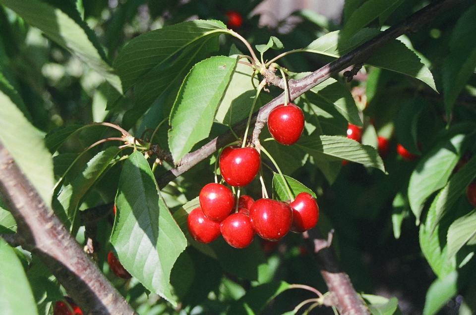 CherryCluster2006b