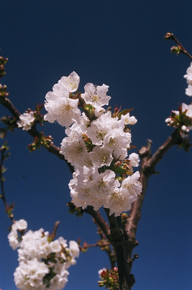 MoreBlossomBurst2008