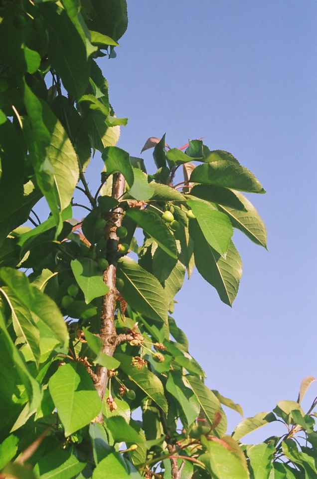 YoungCherries2008a