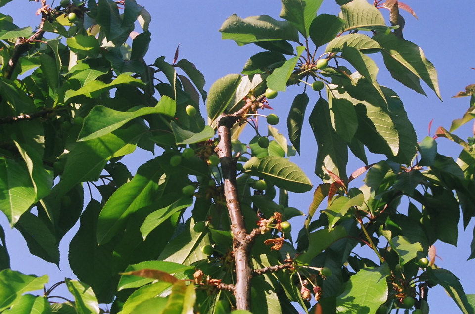 TreeTopYoungCherries2008