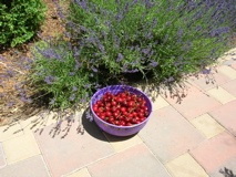 CherryHarvestInLavender2007