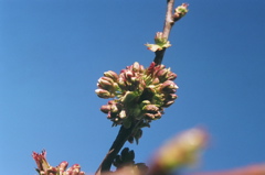 PodsOpeningToBlossoms2008