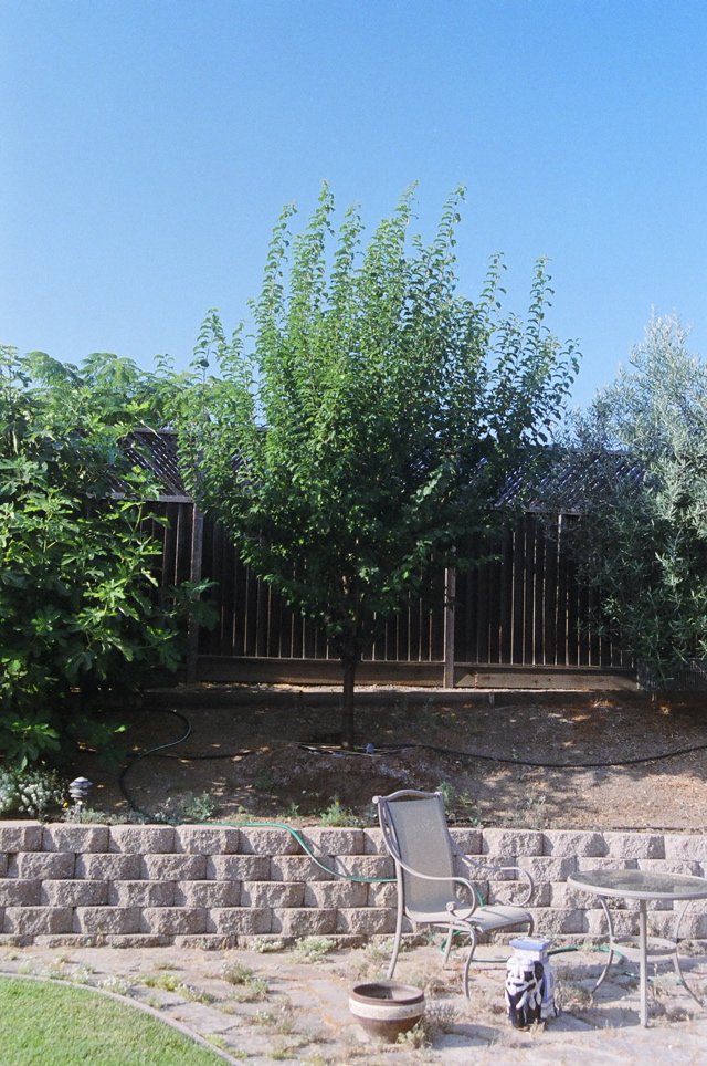 PlumTreeGrowing2006